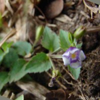 Torenia crustacea (L.) Cham. & Schltdl.